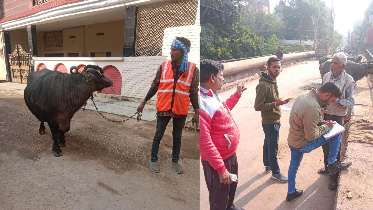 buffalo on road gwalior