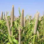 millet