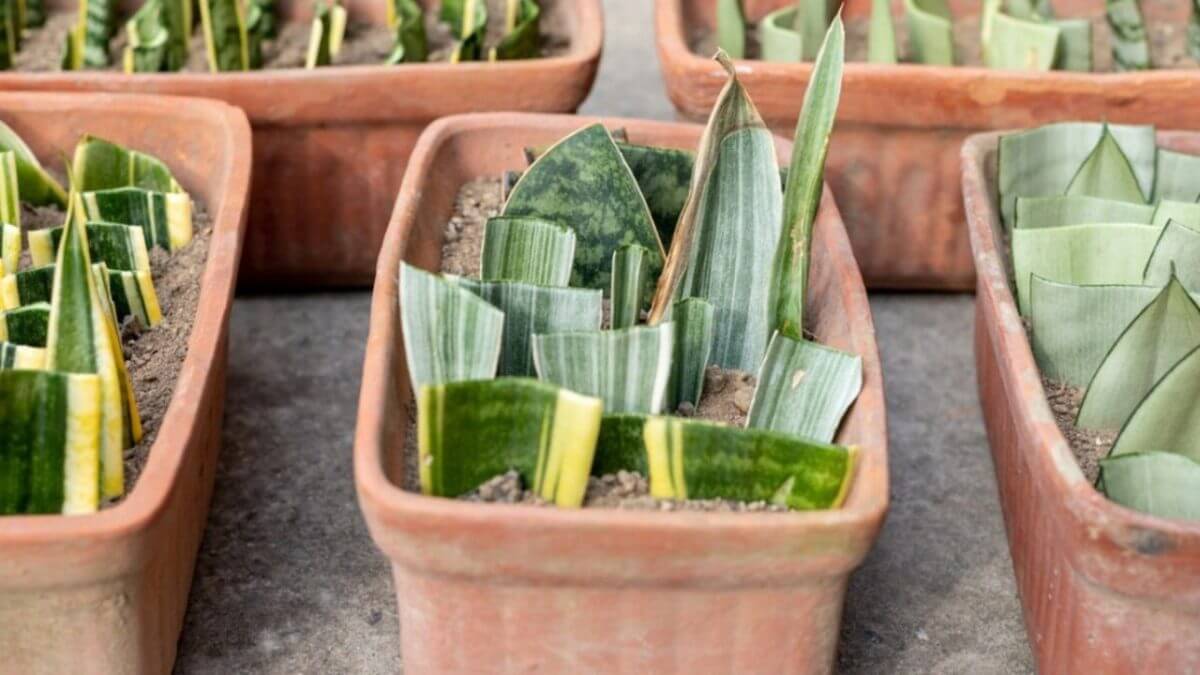 Snake Plant