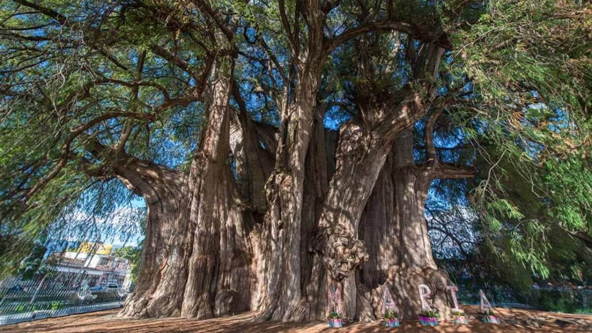 Laughing Tree