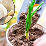 Planting Garlic Tree