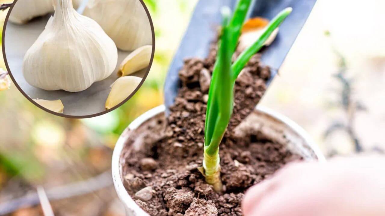 Planting Garlic Tree