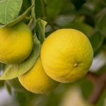 Lemon Plant