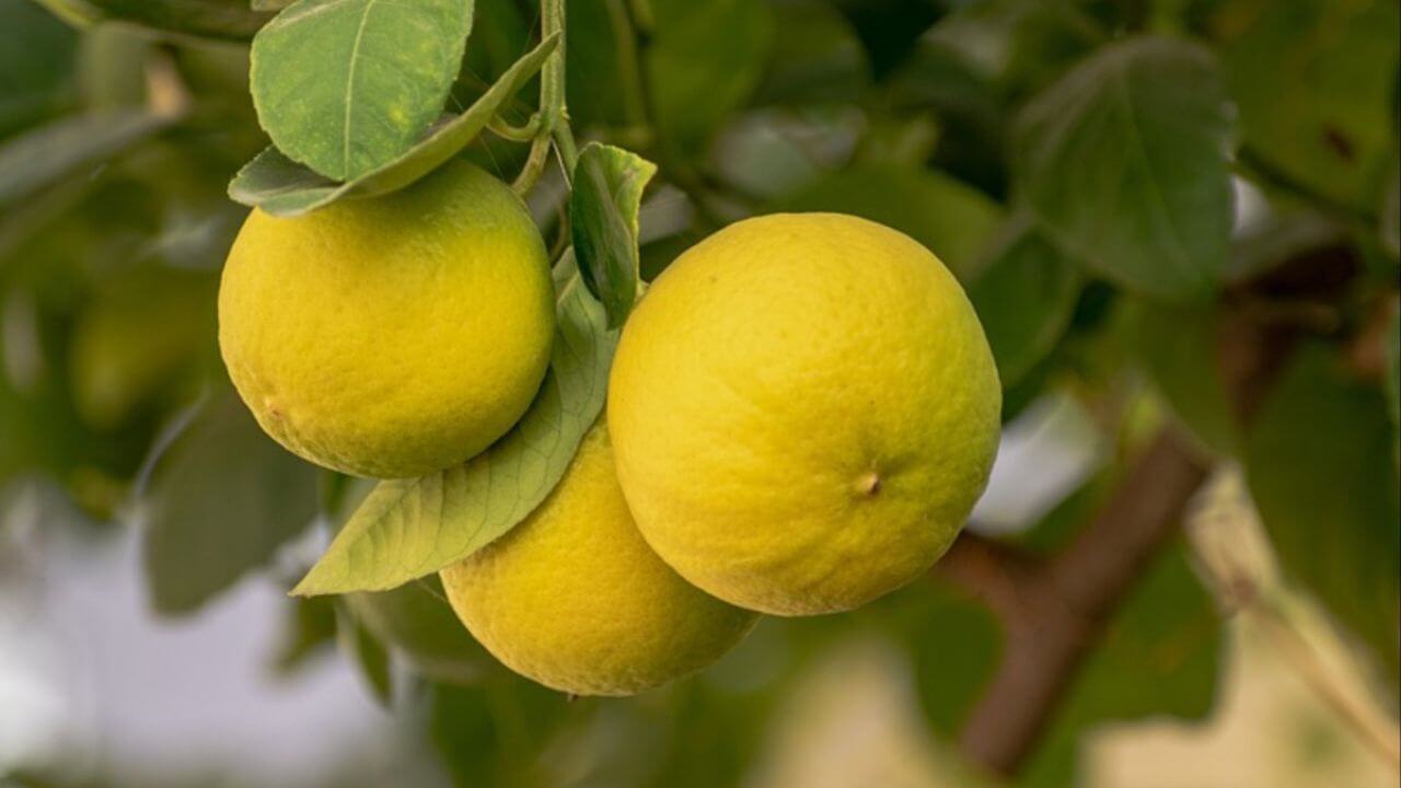 Lemon Plant