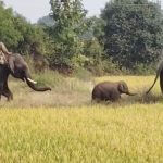 Baby Elephant Rescue