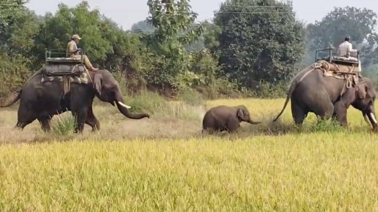 Baby Elephant Rescue