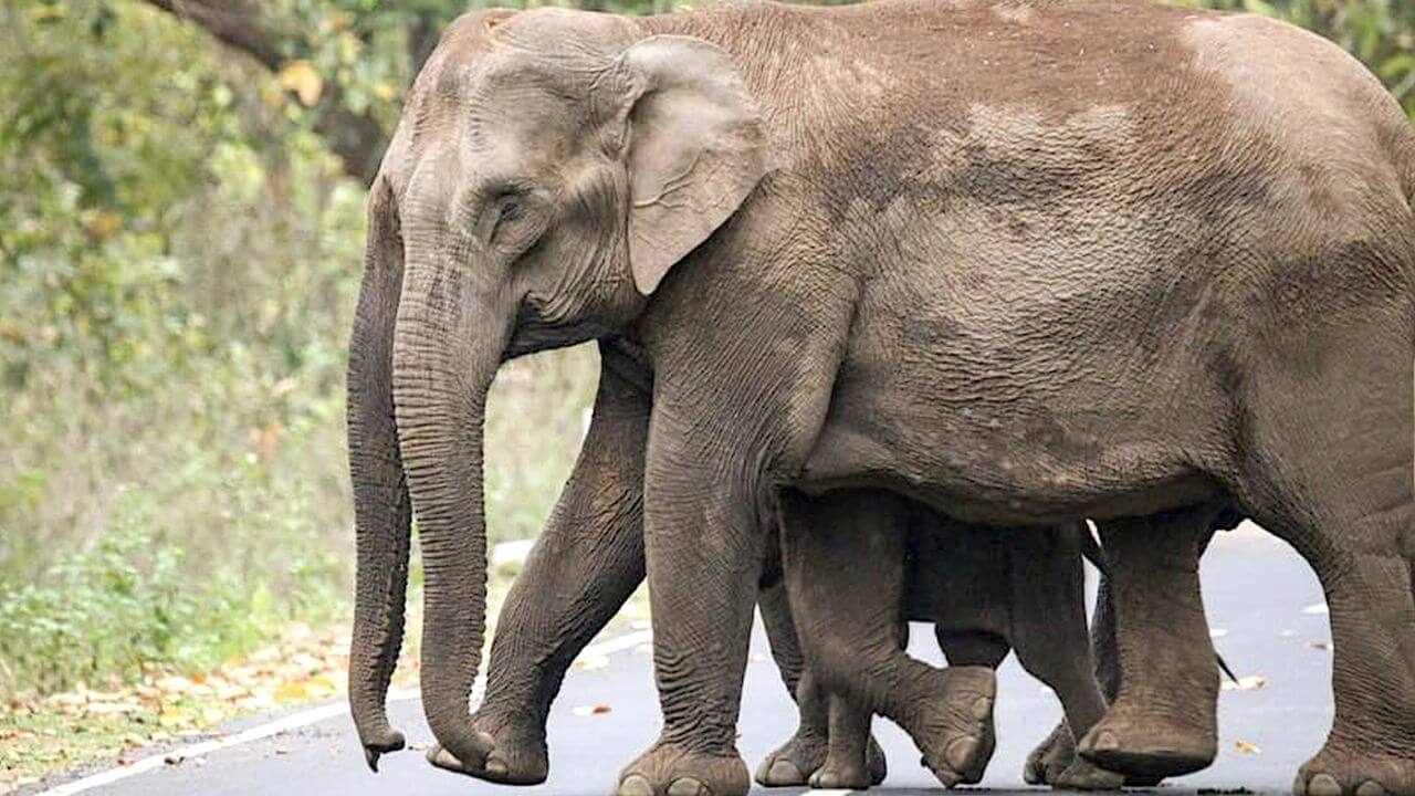 Elephant