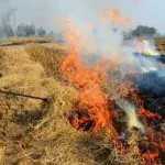 burning stubble