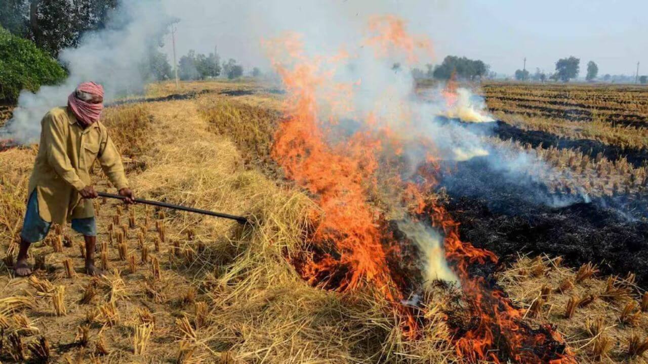 burning stubble