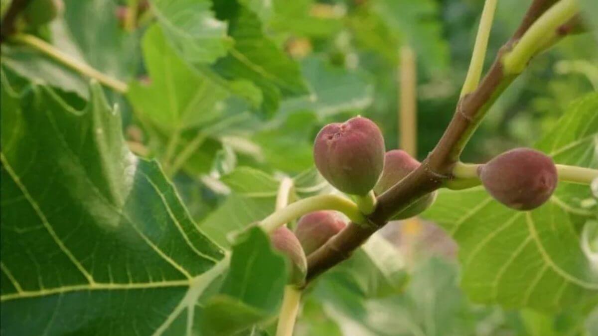 Fig Gardening Tips