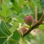 Fig Gardening Tips