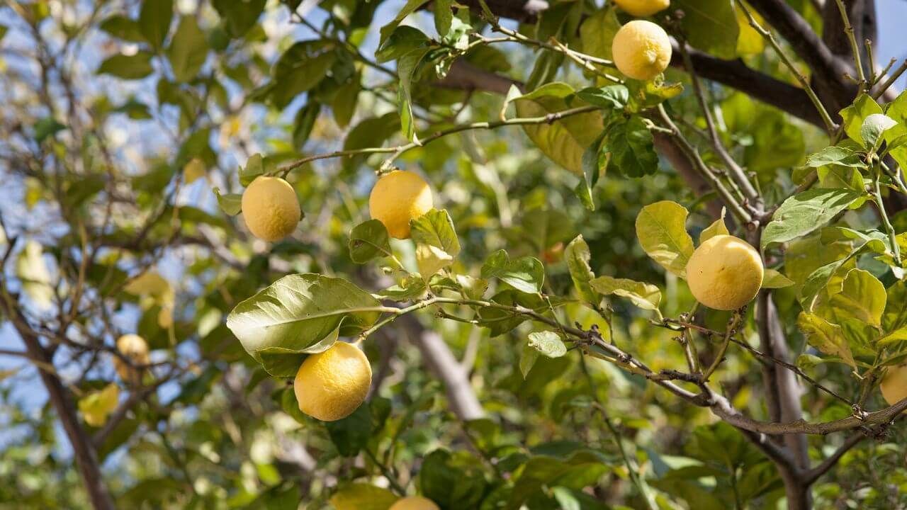 Lemon Tree