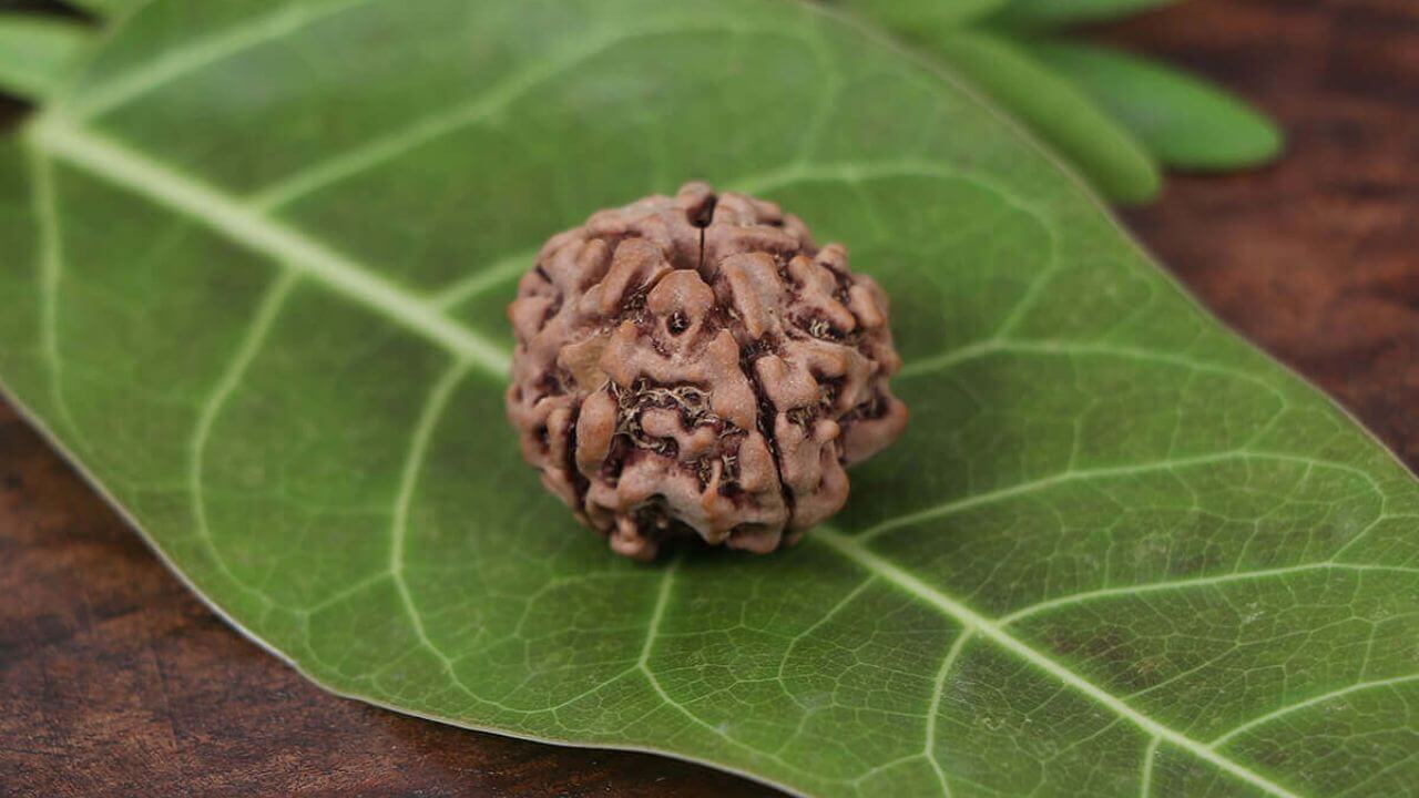 Rudraksha