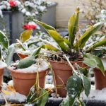 Winter Plant Care