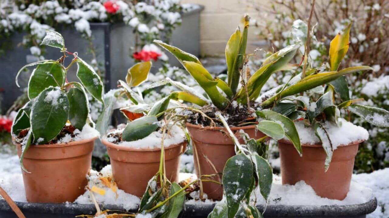 Winter Plant Care