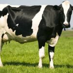 Holstein Friesian Cow