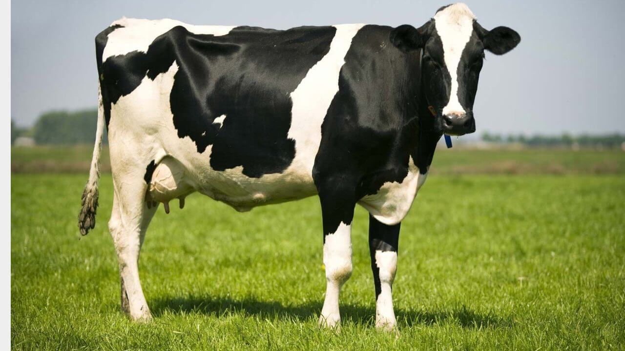 Holstein Friesian Cow