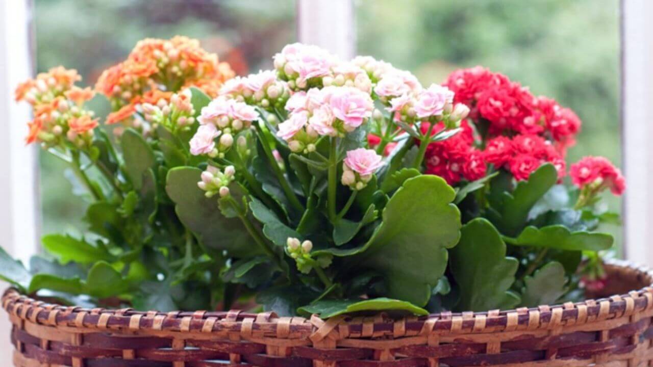 Kalanchoe Plant