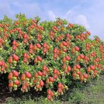 cashew cultivation