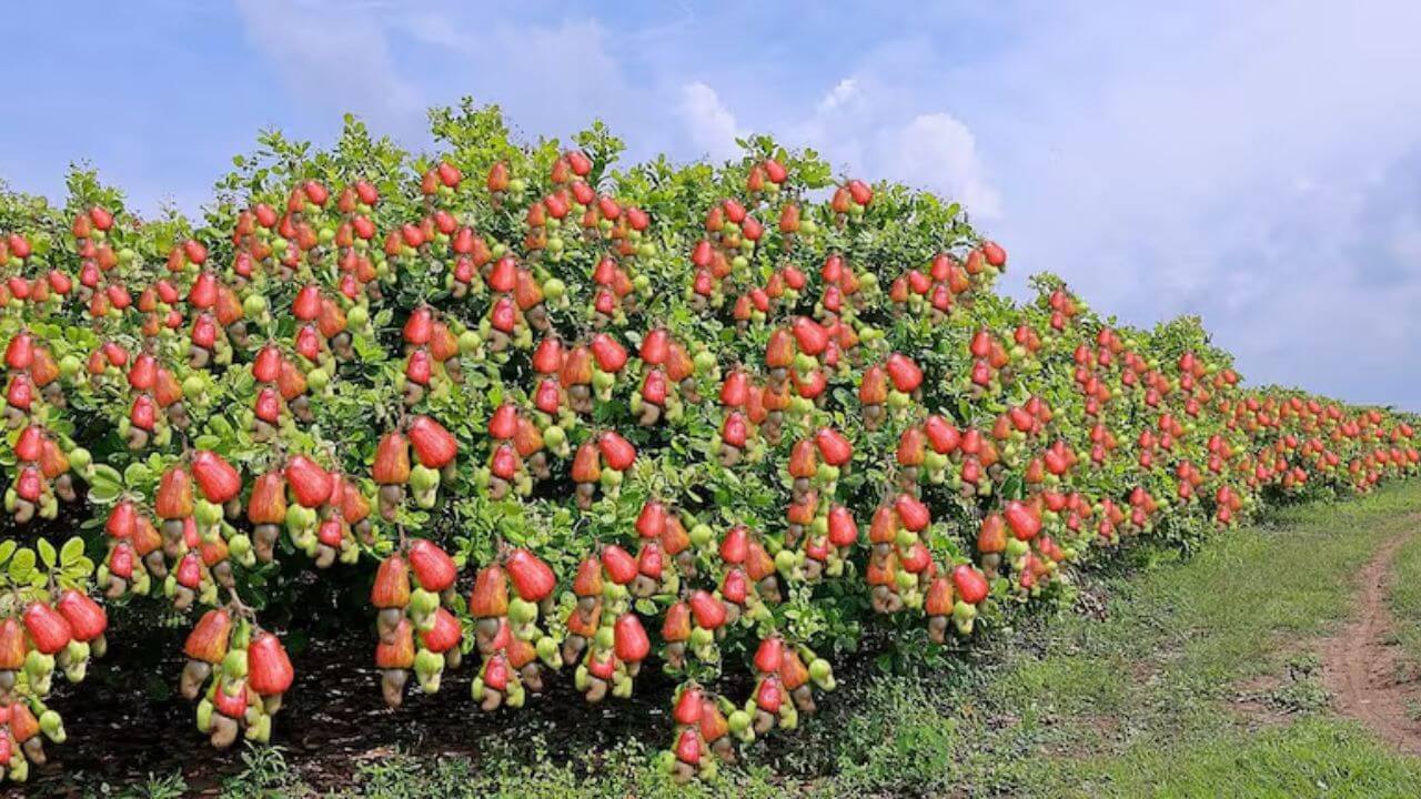 cashew cultivation