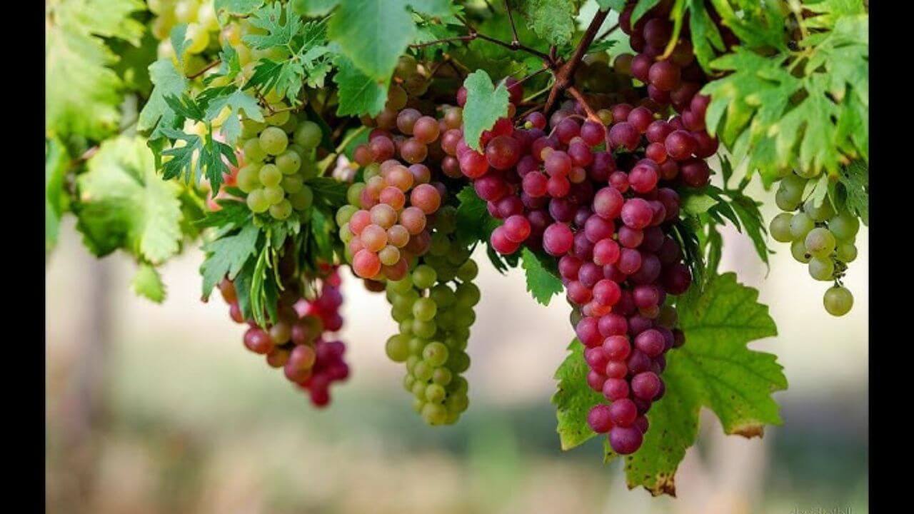 Grapes