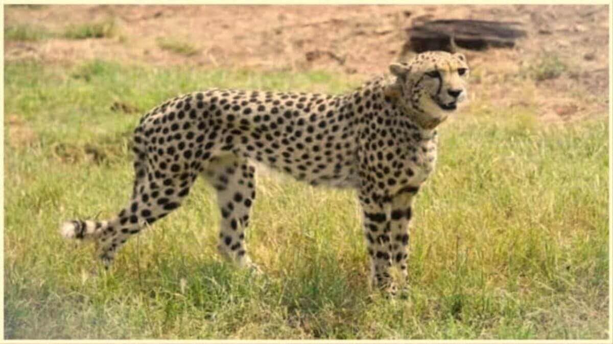 Cheetah