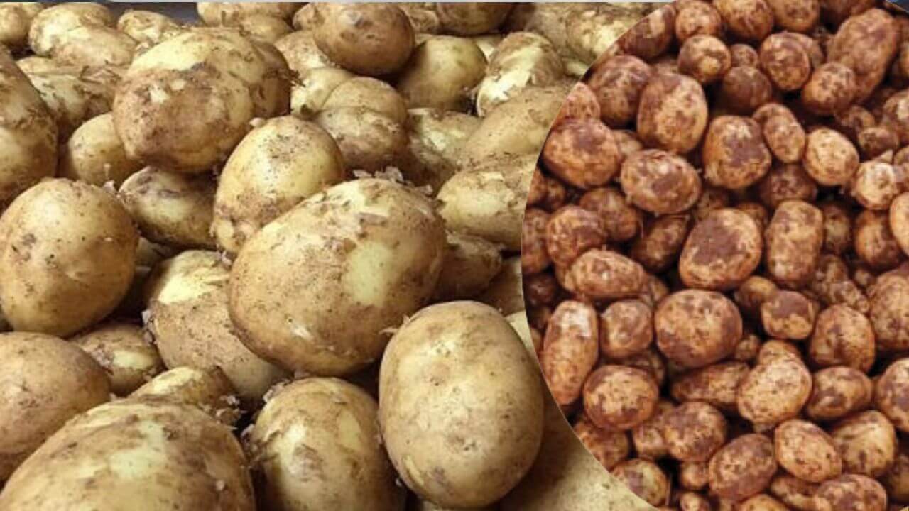 potato