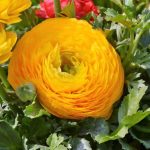 Ranunculus Flower