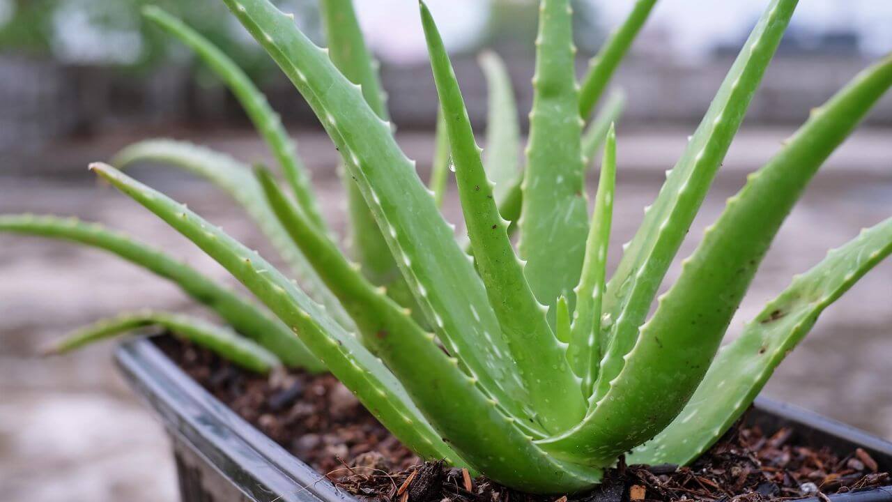 Aloevera Plant