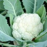 Cauliflower Plant