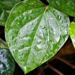 Paan Ka Patta Betel Leaf