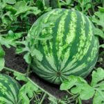 Watermelon Plant