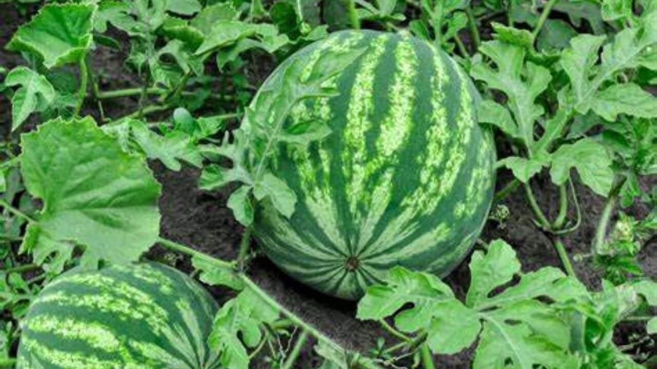 Watermelon Plant