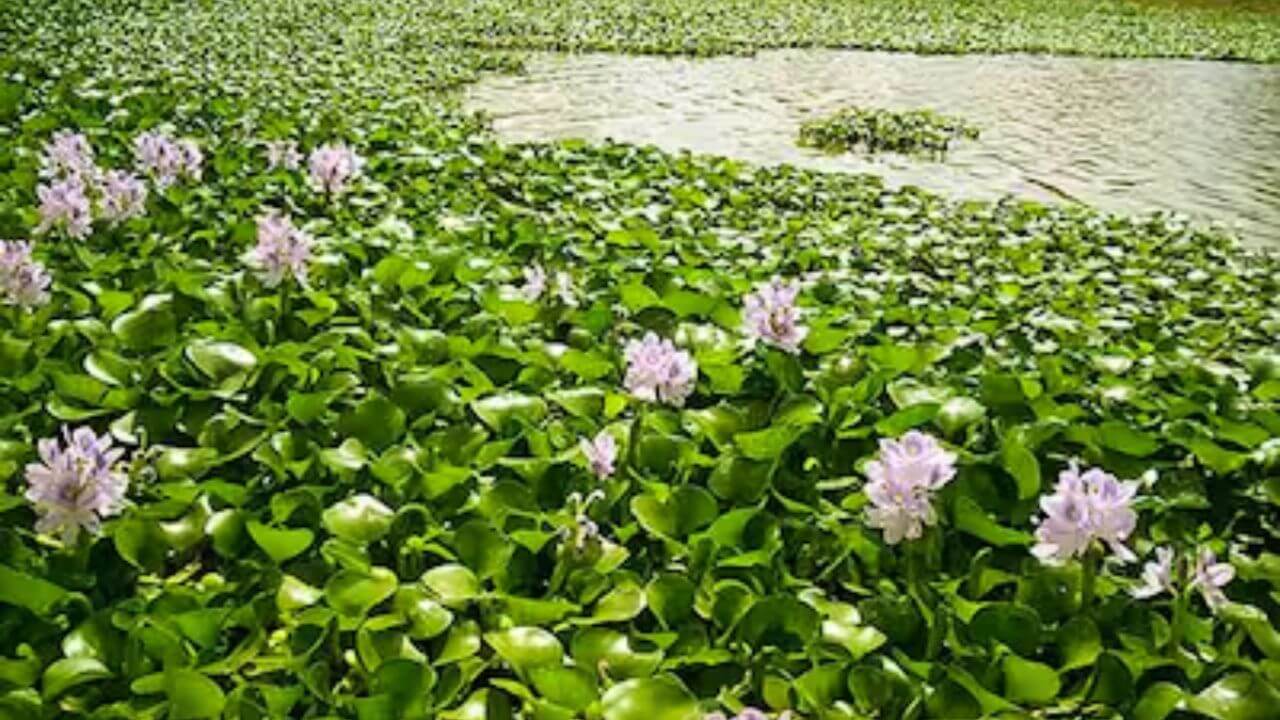 Weeds weeds like water hyacinth